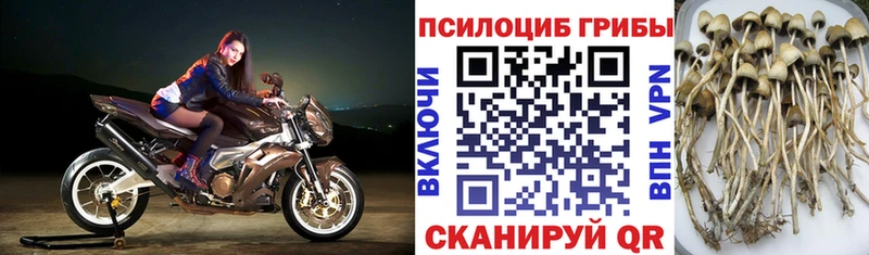 Псилоцибиновые грибы мицелий  Отрадный 